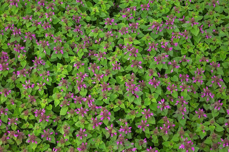 Lamium, Deadnettle with pink flowers in spring, Quebec, Canada, North America