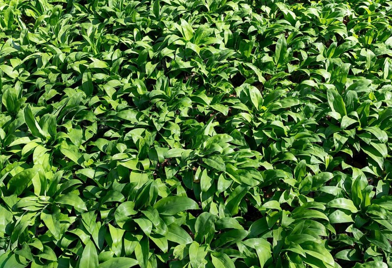 Ramson (Allium ursinum), leaves, Hainich National Park, Thuringia, Germany, Europe