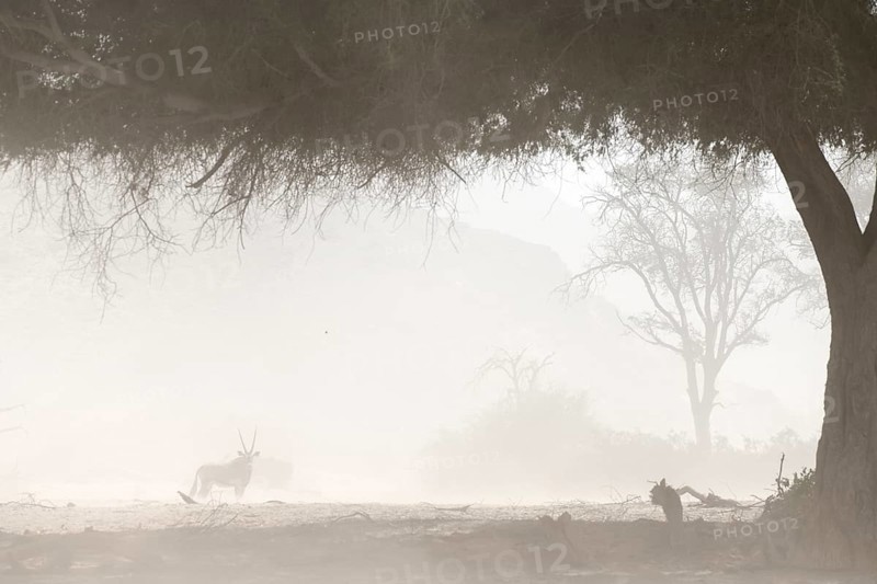 Oryx antelope or gemsbok (Oryx gazella) in a sandstorm in the Hoanib dry river, Kaokoveld, Kunene region, Namibia, Africa