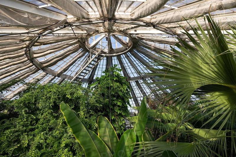 View of lush tropical vegetation up to a decorative domed glass roof structure, historic greenhouse, Palm House, Botanical Garden or Botanisk Have, University, Copenhagen, Denmark, Europe