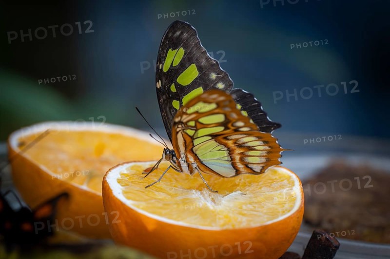 Malachite butterfly (Siproeta stelenes), butterfly sucking liquid from a halved orange, the wings brightly patterned in brown and yellow, Butterfly House, Botanical Garden or Botanisk Have, University, Copenhagen, Denmark, Europe