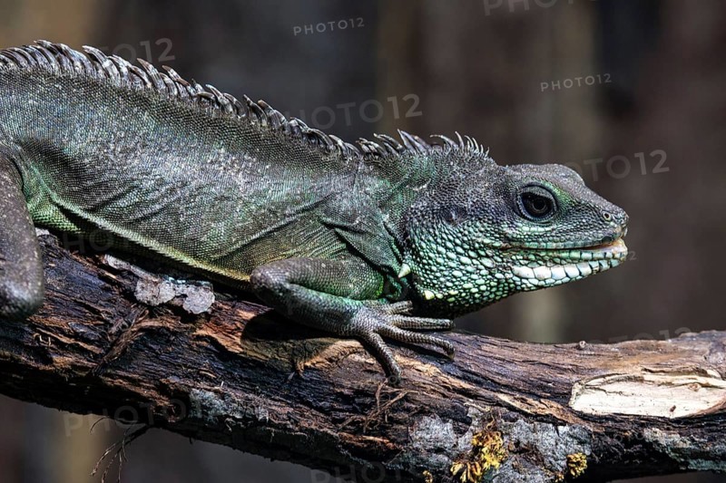 Green water dragon (Physignathus cocincinus) on branch, captive, Germany, Europe