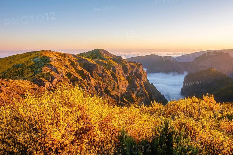 View from Pico do Arieiro of mountains over clouds with blooming Cytisus shrubs on sunset with sunburst, Madeira island, Portugal, Europe