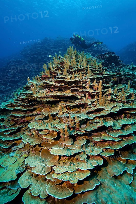 Healthy stony corals Hard corals Corals (Acropora) reef-building corals Coral block in intact coral reef, Pacific Ocean, Yap Island, Yap State, Caroline Islands, Federated States of Micronesia FSM, Australia, Oceania