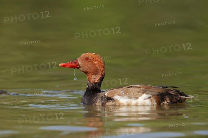 Red-crested pochard (Netta rufina), male, Camargue, Provence, southern France