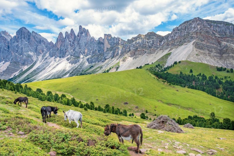 Group with Donkeys on a alp meadow at the mighty Odle Group mountains in the Dolomites, Ortisei, Val Gardena, Italy, Europe