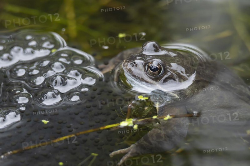 Common frog (Rana temporaria) adult in a garden pond with spawn in the spring, Suffolk, England, United Kingdom, Europe