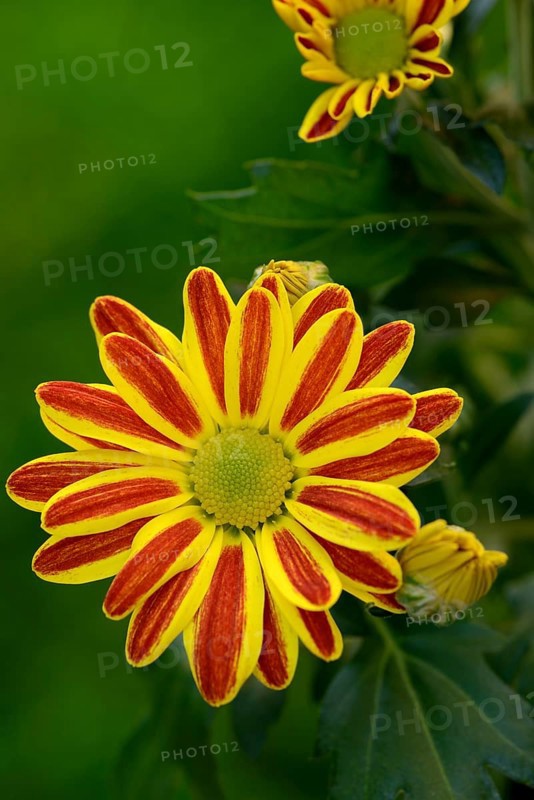 Flower of the autumn chrysanthemum, Dendranthema indicum orange