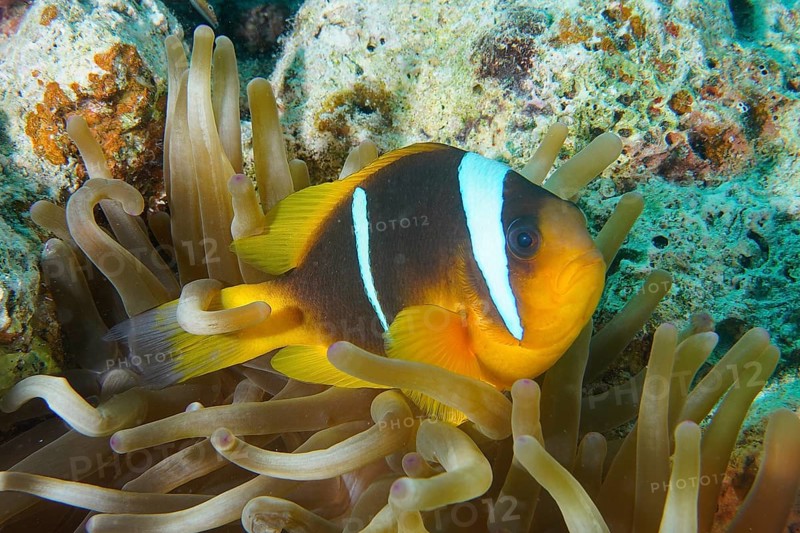 Red sea clownfish (Amphiprion bicinctus), clownfish in a sea anemone, with white and black stripes. Dive site House Reef, Mangrove Bay, El Quesir, Red Sea, Egypt, Africa