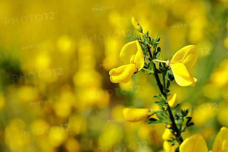 Flower of broom, common broom (Cytisus scoparius), yellow flowers on the bush, Wilnsdorf, North Rhine-Westphalia, Germany, Europe