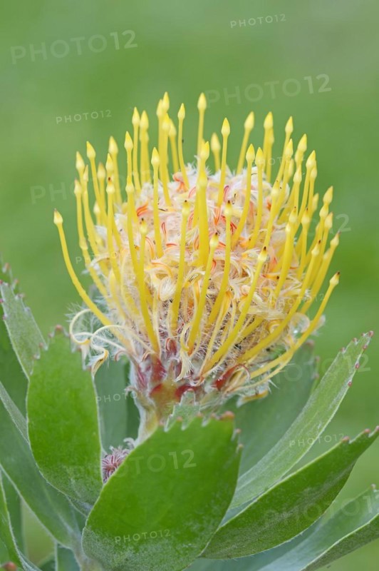 Pincushion protea or tree pincushion (Leucospermum conocarpodendron), flower, native to South Africa