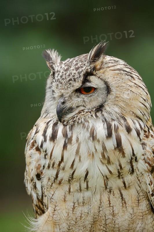Bengal Eagle Owl or Indian Eagle Owl (Bubo bengalensis, Bubo bubo bengalensis), portrait, captive, occurrence in Asia