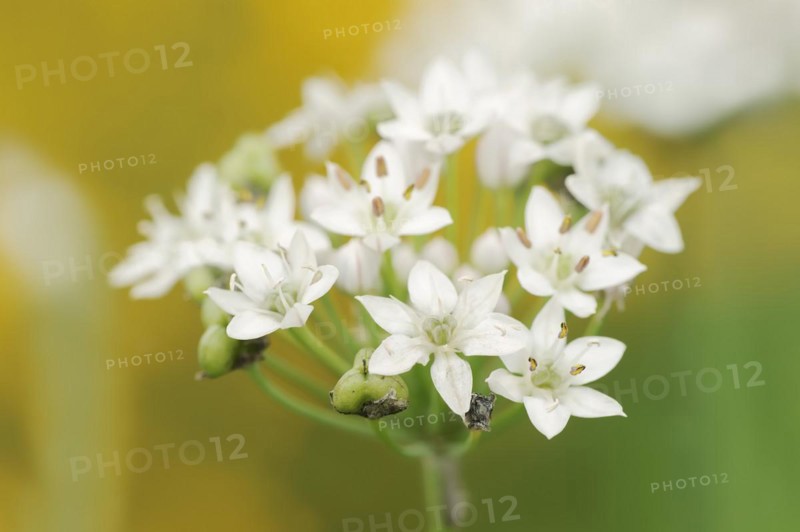 Garlic chives (Allium tuberosum), flowers, spice plant, medicinal plant, North Rhine-Westphalia, Germany, Europe
