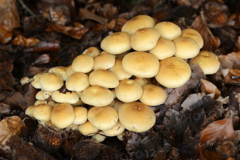 Sulphur tuft (Hypholoma fasciculare), North Rhine-Westphalia, Germany, Europe