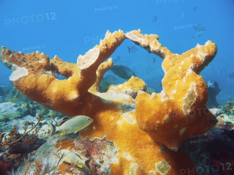 Fascinating underwater view of a living coral reef with fish. elkhorn coral (Acropora palmata), dive site John Pennekamp Coral Reef State Park, Key Largo, Florida Keys, Florida, USA, North America