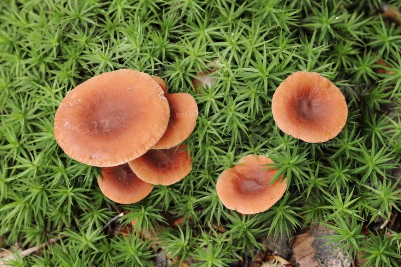 Camphor spurge (Lactarius camphoratus), Gelderland, Netherlands