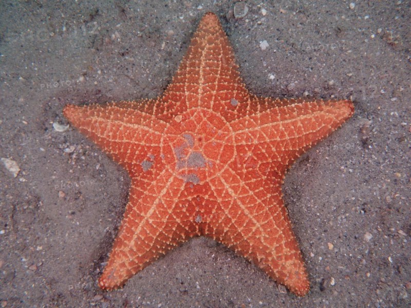 A red starfish, red cushion sea star (Oreaster reticulatus), lies on sandy ground in the sea. Dive site Blue Heron Bridge, Phil Foster Park, Riviera Beach, Florida, USA, North America