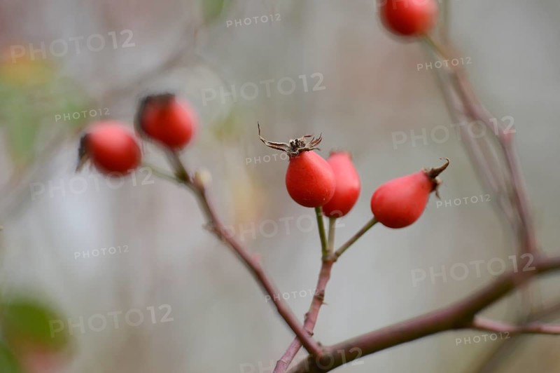 Close-up of rose hips from a dog rose (Rosa canina) in autumn