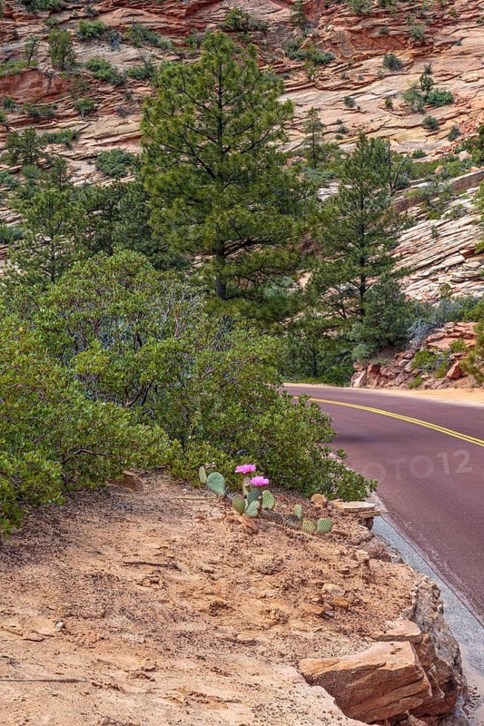 Prickly pear cactus blooming along the Zion Park Boulevard in Zion National Park, Utah