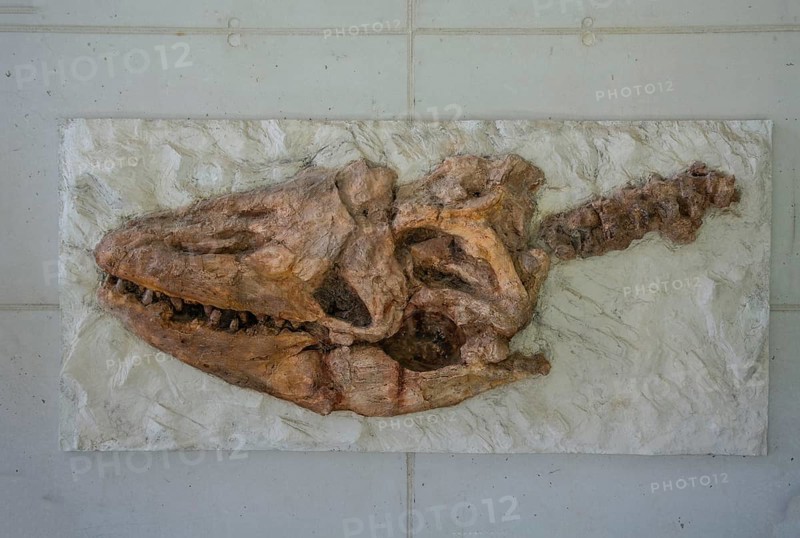 Skull of Mosasaur (Prognathodon Currii) a predatory dinosaur that lived in water and whose skull was found in the chalk cliffs on Möns Klint, Baltic Sea, island of Mön, Denmark, Scandinavia, Europe