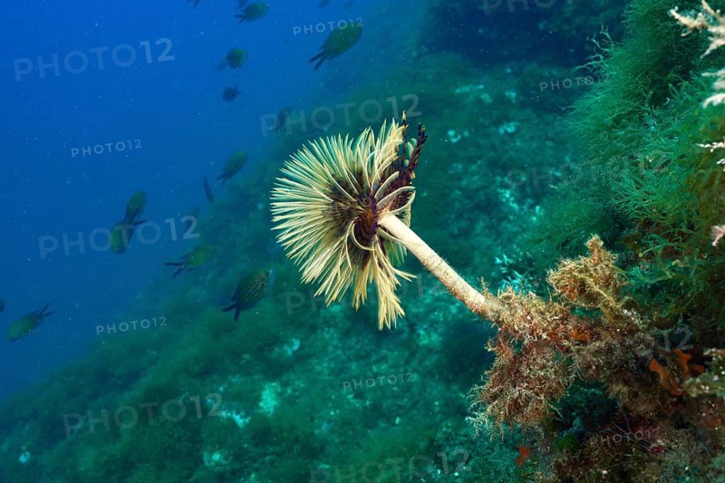 Detailed mediterranean fanworm (Sabella spallanzanii) surrounded by diverse underwater flora and fauna. Dive site Marine reserve Cap de Creus, Rosas, Costa Brava, Spain, Mediterranean Sea, Europe