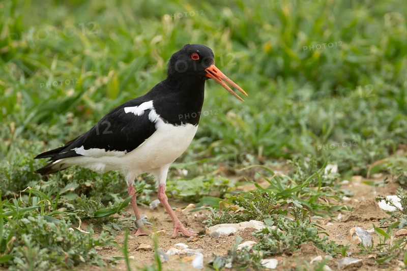 Eurasian oystercatcher (Haematopus ostralegus) adult bird calling in a farmland cereal field, England, United Kingdom, Europe