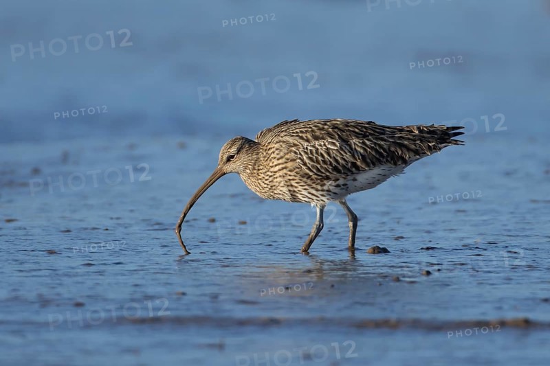 Eurasian curlew (Numenius arquata) adult bird feeding on a lugworm on a coastal mudflat, England, United Kingdom, Europe
