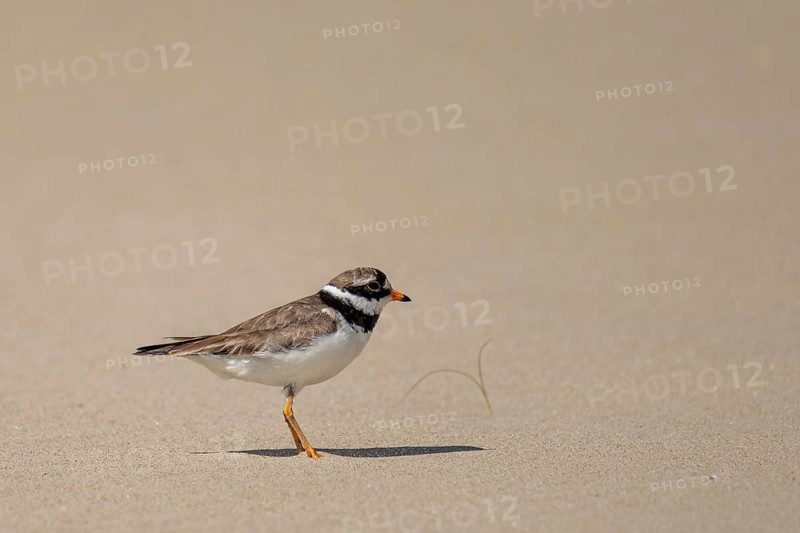 Ringed Plover (Charadrius hiaticula)