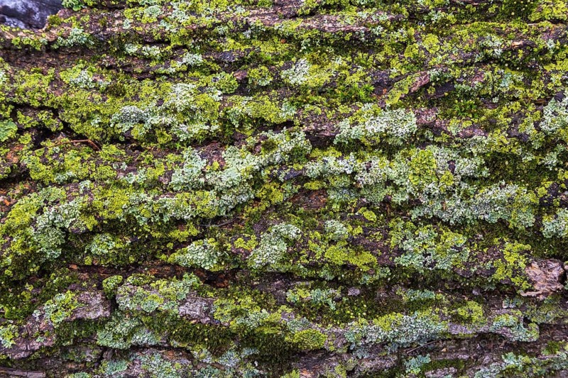 Deciduous tree bark covered with Bryophyta, Green Moss and Lichen growth in spring, Quebec, Canada, North America