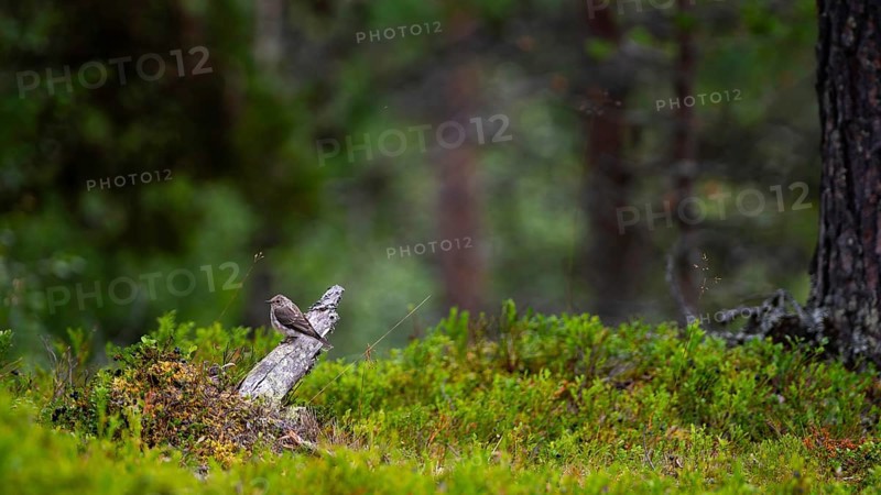 A spotted flycatcher (Muscicapa striata) sitting on an old branch lying on the ground, nature photograph, animal, Tynset, Innlandet, Norway, Europe