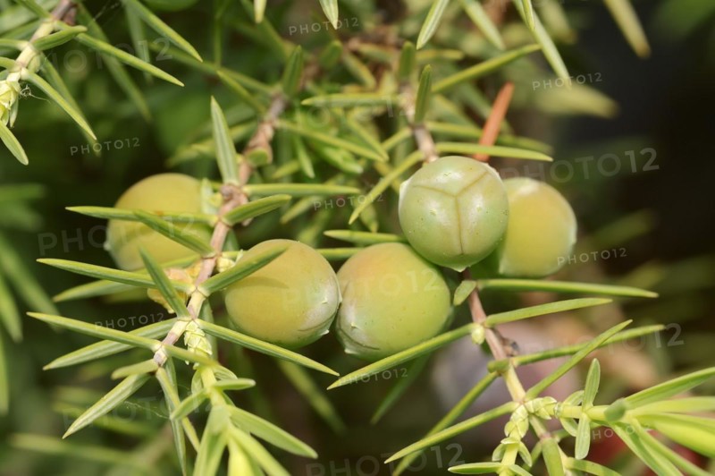 Cade (Juniperus oxycedrus), unripe cones, Provence, southern France