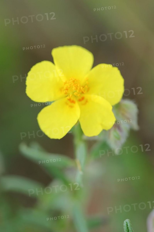 Bristly sunflower (Helianthemum hirtum), flower, Provence, southern France
