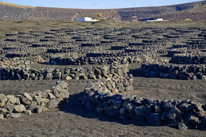 Typical viticulture in dry farming method, La Geria, Lanzarote, Canary Islands, Canary Islands, Spain, Europe
