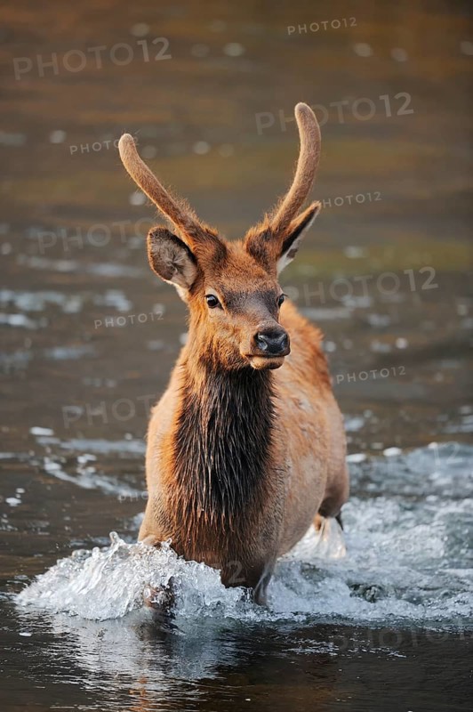 Wapiti (Cervus canadensis, Cervus elaphus canadensis), male crossing a river, Yellowstone National Park, Wyoming, USA, North America