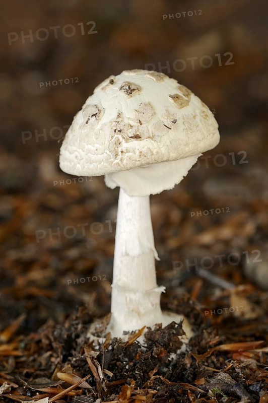 False death cap (Amanita citrina), North Rhine-Westphalia, Germany, Europe