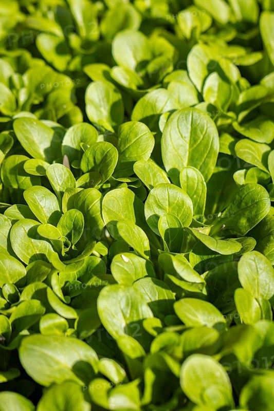 Fresh green corn salad (Valerianella locusta) in a vegetable patch under sunlight, full size, Neunkirchen, Lower Austria, Austria, Europe