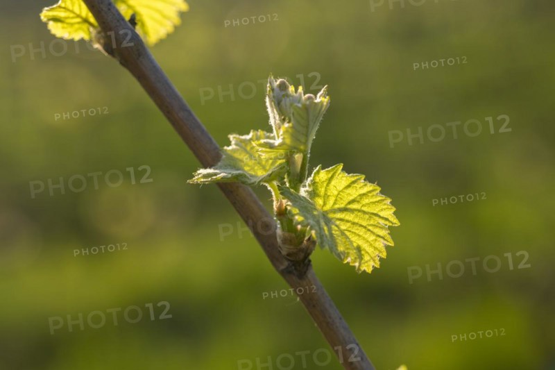 Young leaves of a grapevine in spring, viticulture, budding, shoots, vines, Baden-Württemberg, Germany, Europe