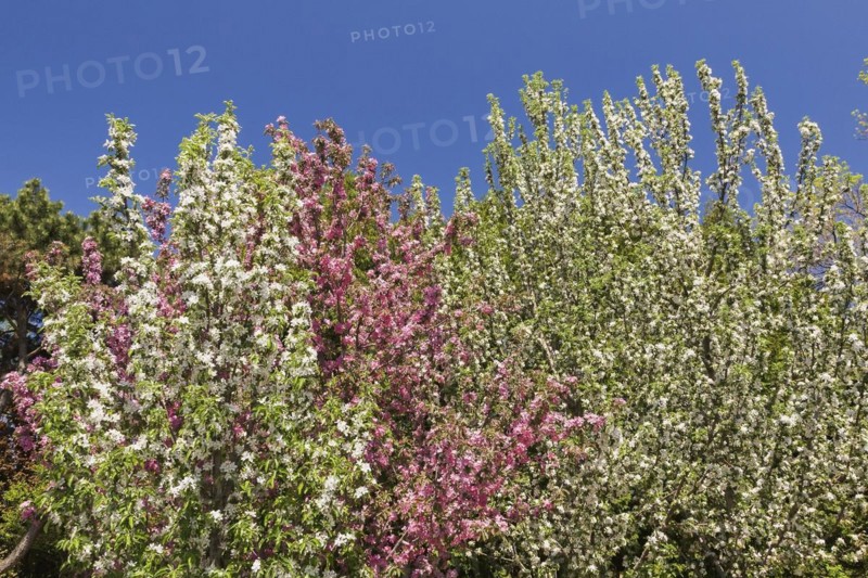 White and pink flowering Malus 'Maypole', Apple trees in spring, Montreal Botanical Garden, Quebec, Canada, North America
