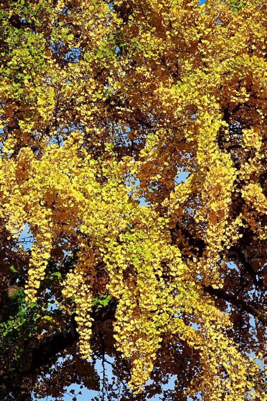 Ginkgo tree, autumn, Germany, Europe