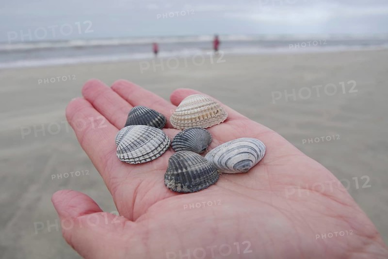 Cockles (Cardiidae), hand, beach, Langeoog, Germany, mussels lying in the outstretched hand. In the background you can see the North Sea beach and the sea, Europe