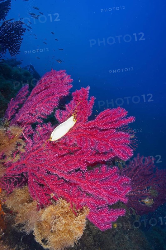 Egg capsule of large spotted catshark (Scyliorhinus stellaris) attached to Violescent sea-whip (Paramuricea clavata) with open polyps in the Mediterranean Sea near Hyères. Dive site Marine reserve Port Cros, Provence Alpes Côte d'Azur, France, Europe