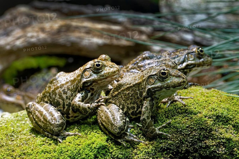 Sea frog (Pelophylax ridibundus), order of frogs in the family of true frogs, captive, occurring in and near water bodies