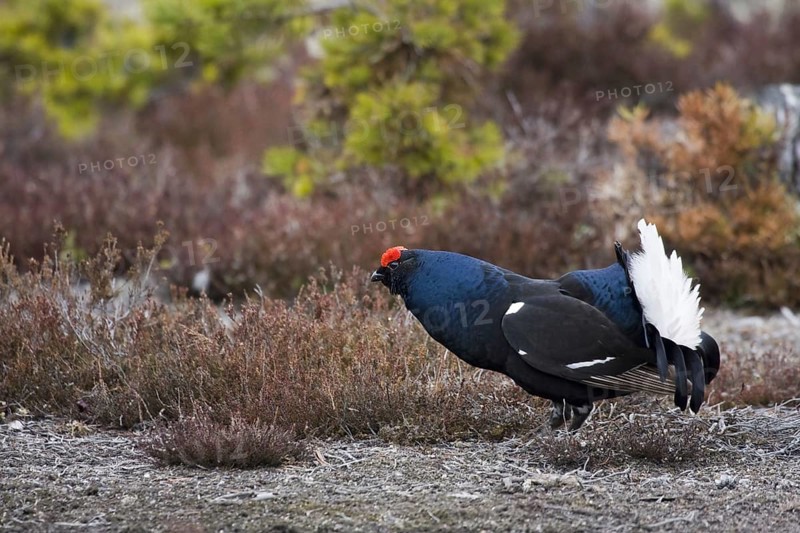 Black grouse, courtship behaviour, (Lyrurus tetrix), Sweden, Hamra, Hamra, Sweden, Europe