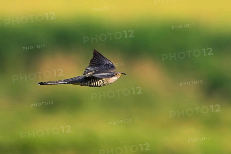Cuckoo, (Cuculus canorus), flight photo, Worms district, Rhineland-Palatinate, Federal Republic of Germany