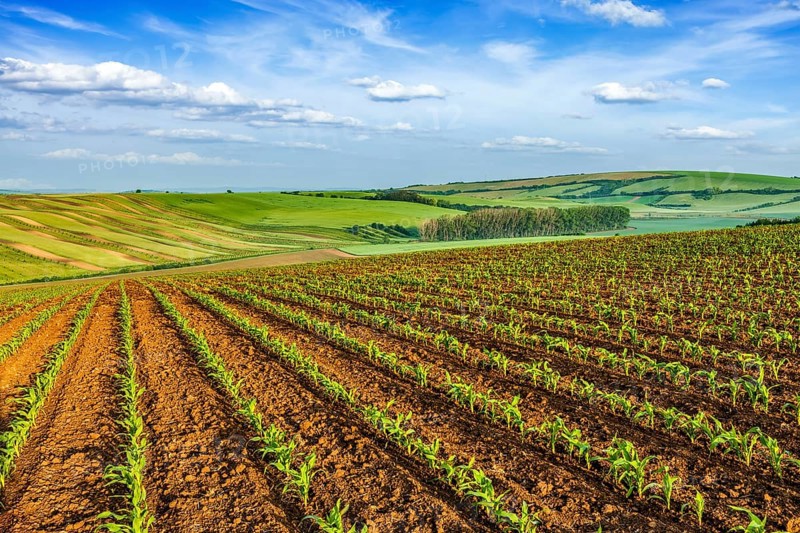 Rolling fields of Moravia, Czech Republic, Europe