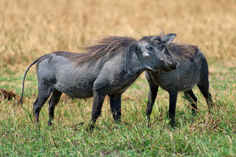Warthogs (Phacochoerus), making love, mating, animals, love, family, couple, nature, wild, free-living, Botswana, Africa
