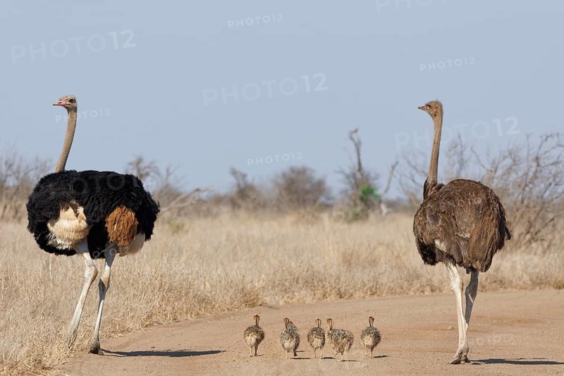South African ostriches (Struthio camelus australis), two adults, male and female, standing on the dirt road, next to a group of several chicks walking, Kruger National Park, South Africa, Africa