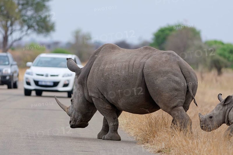 Southern white rhinoceroses (Ceratotherium simum simum), mother with calf, crossing the asphalt road, facing two stationary cars, Kruger National Park, South Africa, Africa