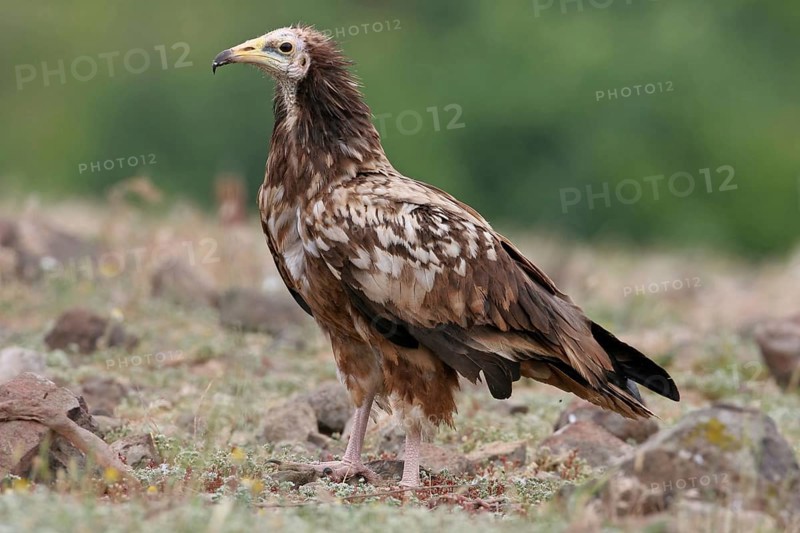 Egyptian vulture (Neophron percnopterus), Rhodope Mountains, Bulgaria, Europe