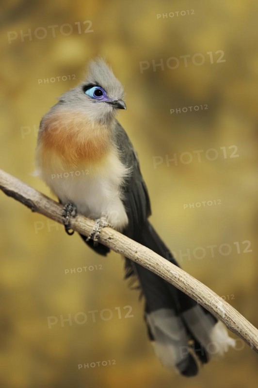 Crested coua (Coua cristata), captive, occurring in Madagascar